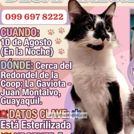 Foto 3/3 Misha Gato perdido en Guayaquil