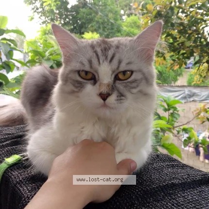 Foto de un gato reunido en Laguna