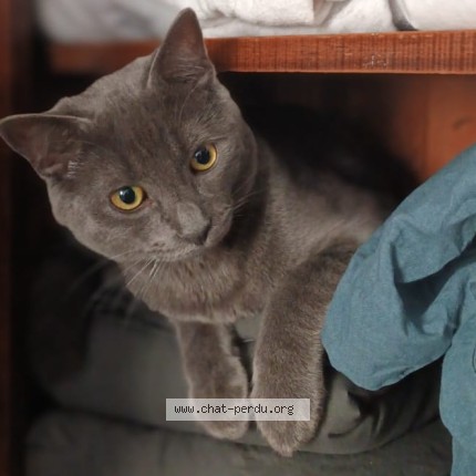 Foto de un gato reunido en Paris