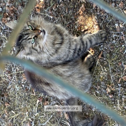 Foto de un gato reunido en Dammarie Sur Loing