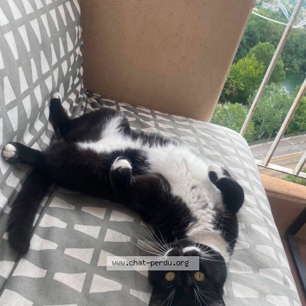 Foto de un gato reunido en Montpellier