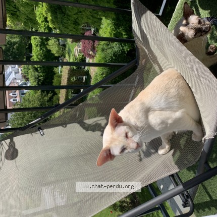Foto de un gato reunido en Lezardrieux