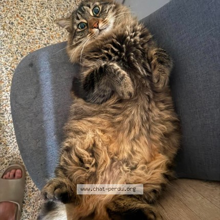 Foto de un gato reunido en Entrecasteaux