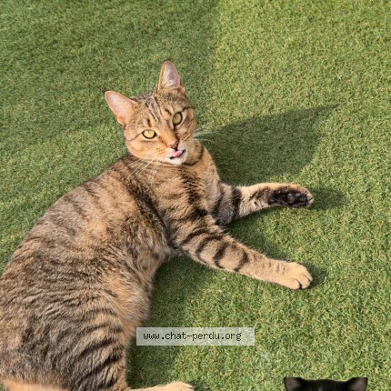 Foto de un gato reunido en La Force