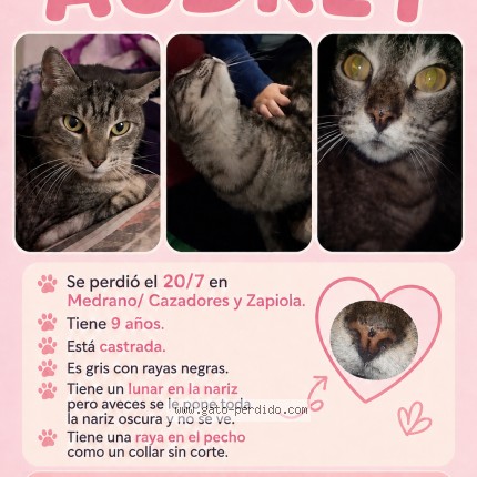 Foto 1/1 audry Gato perdido en Corrientes Capital