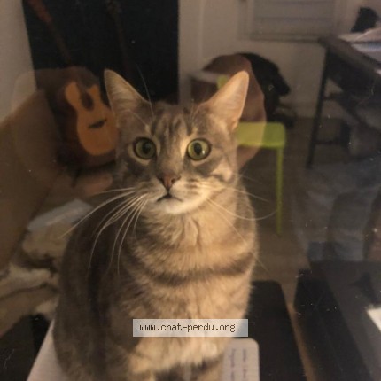 Foto de un gato reunido en Chantepie