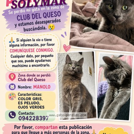 Foto 1/1 manolo Gato perdido en Canelones