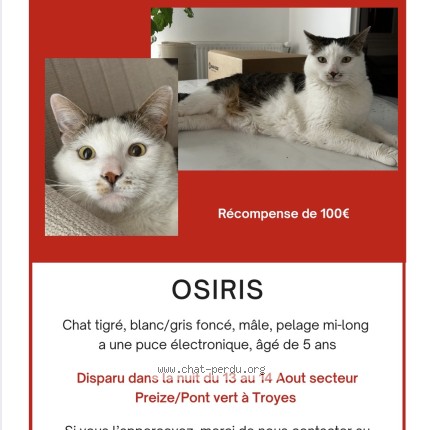 Foto de un gato reunido en Troyes