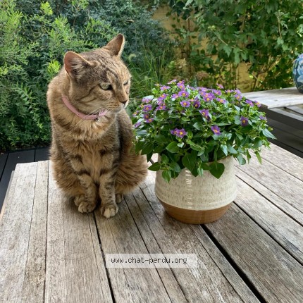 Foto de un gato reunido en Benodet
