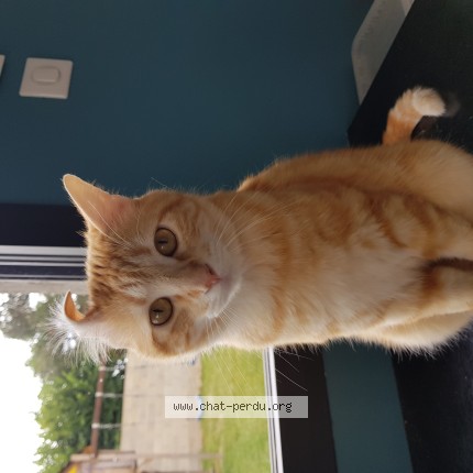 Foto de un gato reunido en Montauban