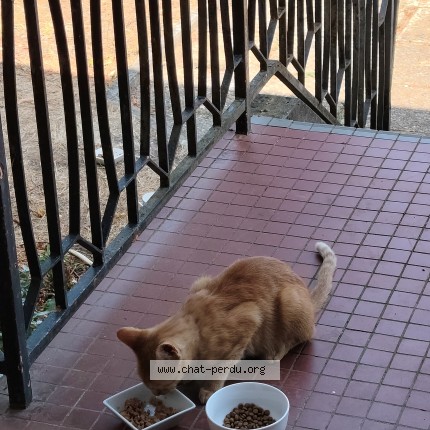Foto de un gato reunido en Rosny Sur Seine
