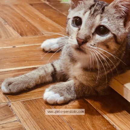 Foto del gato perdido en Mieres