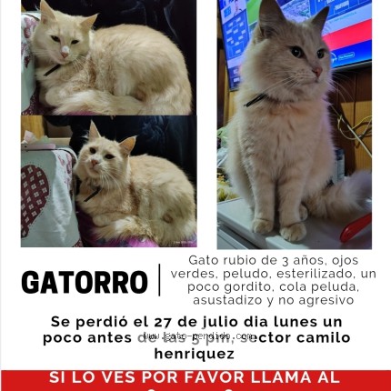 Foto 1/1 gatorro Gato perdido en Concepcion