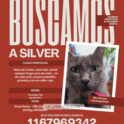 Foto 1/1 Silver Gato perdido en Paso Del Rey