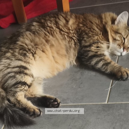 Foto de un gato reunido en Mouans Sartoux