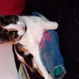 Lolita