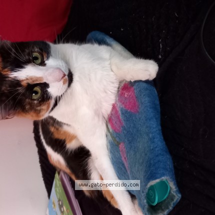 Foto 1/1 Lolita Gato perdido en Talcahuano