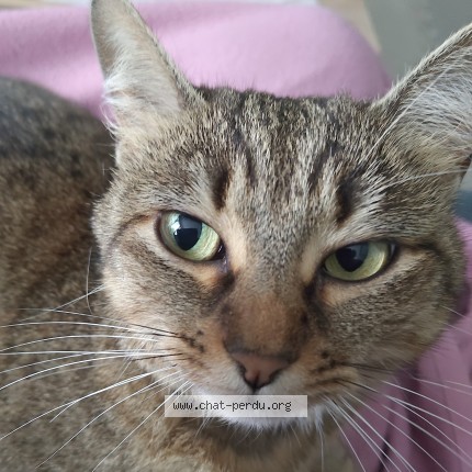 Foto de un gato reunido en Valence