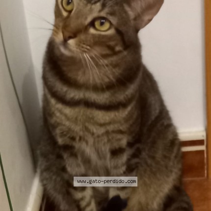 Foto 1/1 Ra Gato perdido en Guadassuar