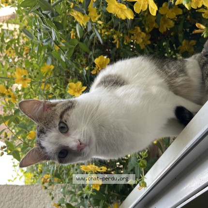Foto de un gato reunido en Vaureal