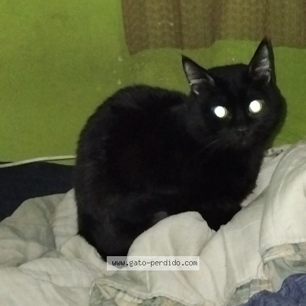Foto del gato perdido en Badalona