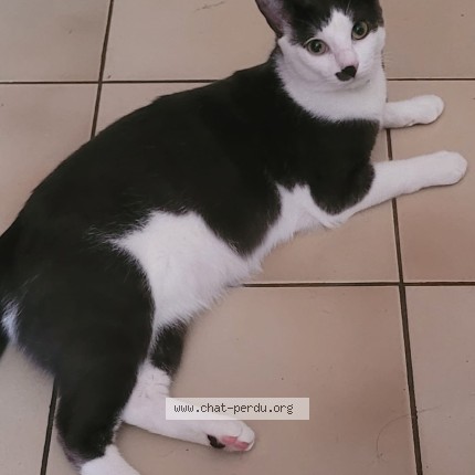 Foto de un gato reunido en Maintenon