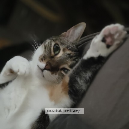 Foto de un gato reunido en Eaunes
