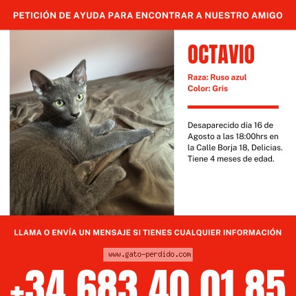 Foto 1/1 octavio Gato perdido en Zaragoza