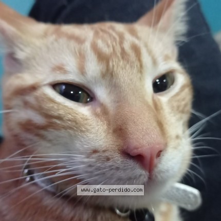 Foto 1/1 Simón Gato perdido en Santiago Comuna La Florida