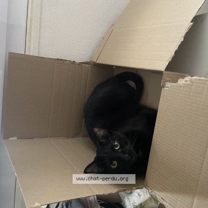 Foto de un gato reunido en Caen