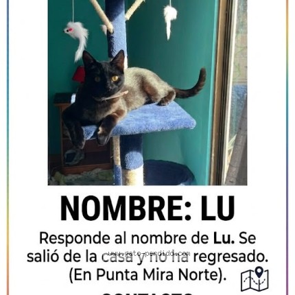Foto del gato perdido en Coquimbo