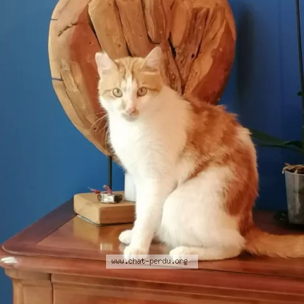 Foto de un gato reunido en Houilles