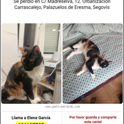 Foto 1/1 Gato encontrado Perdido en Carrascalejo