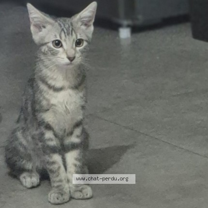 Foto de un gato reunido en Clermont Ferrand