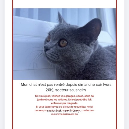 Foto de un gato reunido en Sausheim