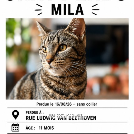 Foto de un gato reunido en Toulouse