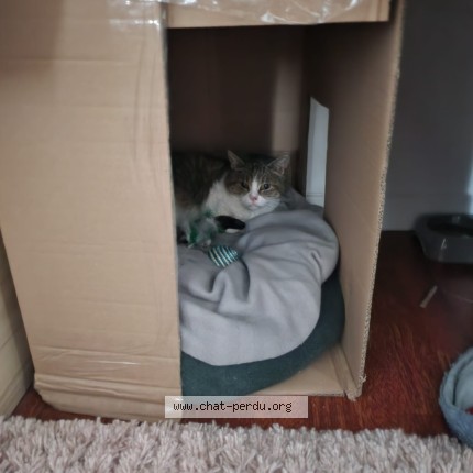 Foto de un gato reunido en Poissy