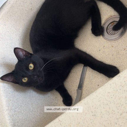 Foto de un gato reunido en Paray Le Monial