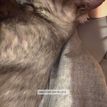 Foto de un gato reunido en Saint Pere En Retz