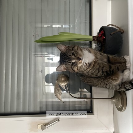 Foto del gato perdido en Malaga