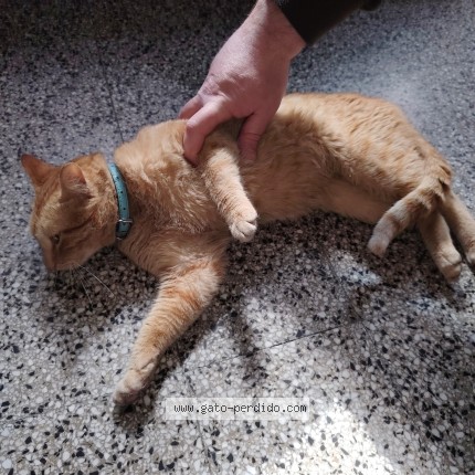 Foto 1/1 Gato encontado Encontrado en Montevideo
