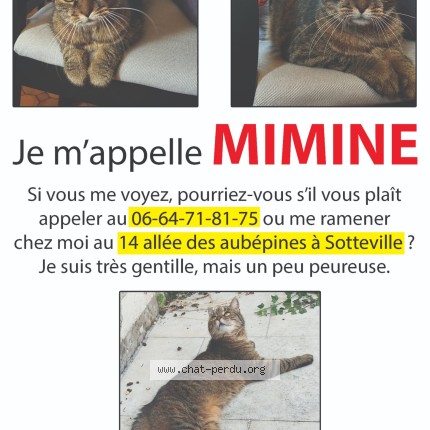 Foto de un gato reunido en Sotteville Les Rouen
