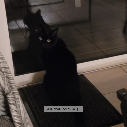 Foto de un gato reunido en Tours