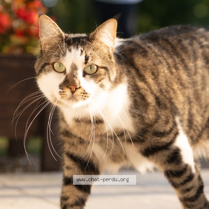 Foto de un gato reunido en Prix Les Mezieres Et Alentours