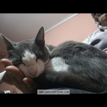 Foto 1/1 tom Gato perdido en Coquimbo