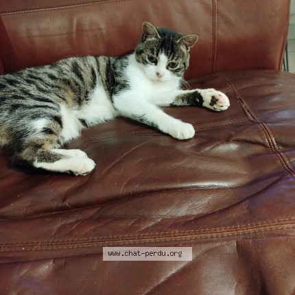 Foto de un gato reunido en Morlaix