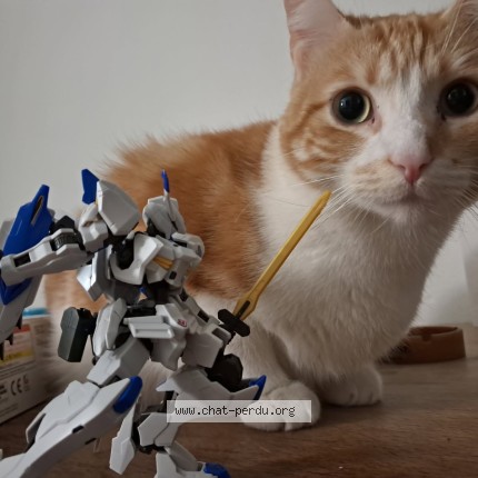 Foto de un gato reunido en La Rochelle