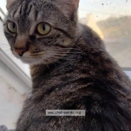 Foto de un gato reunido en Quimper