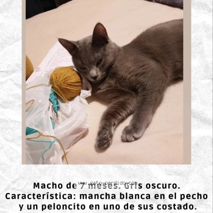 Foto 1/1 raiden Gato perdido en Guaymallen