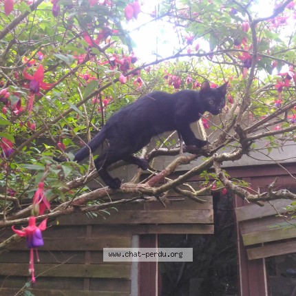 Foto de un gato reunido en Brest